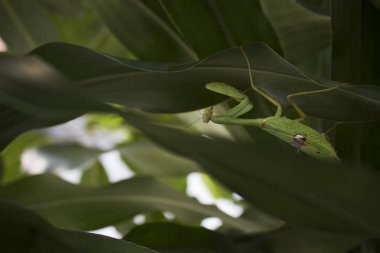 Güzel büyük mantis portre. Yeşil yaprakları.