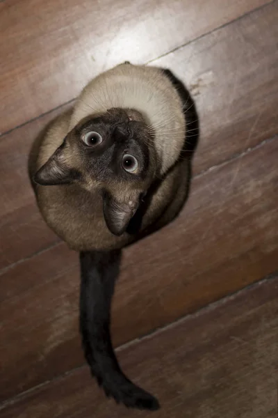 Pequeño Gato Curioso Mirando Jugando Hermosos Ojos — Foto de Stock