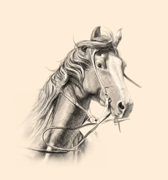 Hoofd Van Het Paard Zwart Wit Potlood Tekening — Stockfoto