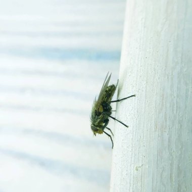 ev sineği cama yakın çekim