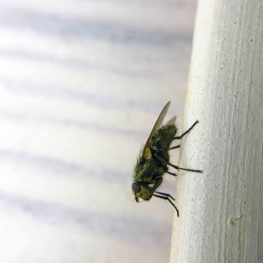 ev sineği cama yakın çekim