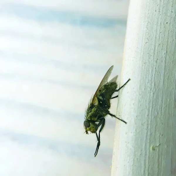 Home fly on the glass close-up — Stock Photo, Image