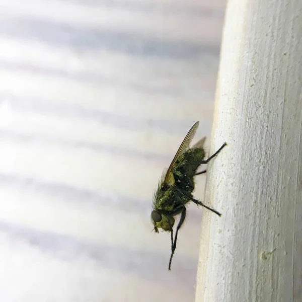 Домашняя муха на стекле крупным планом — стоковое фото