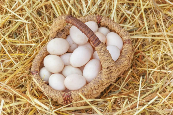 Ovos recém-colhidos em uma cesta — Fotografia de Stock