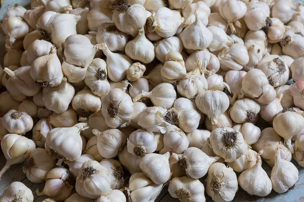 taze hasat sarımsak