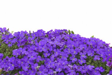 Aubrieta or Aubretia (Aubrieta sp.) at white background  clipart