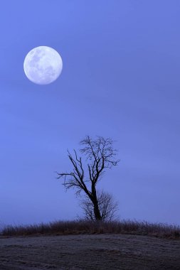 Old tree with moon, composing, Baden-Wuerttemberg, Germany, Europe clipart