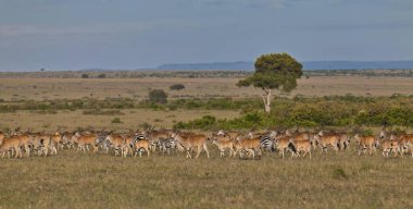 Herd of Eland Antilopes (Taurotragus oryx), Zebra (Equus quagga) and Blue Wildebeest (Connochaetes taurinus), Masai Mara National Reserve, Kenya, East Africa, Africa, PublicGround, Africa clipart