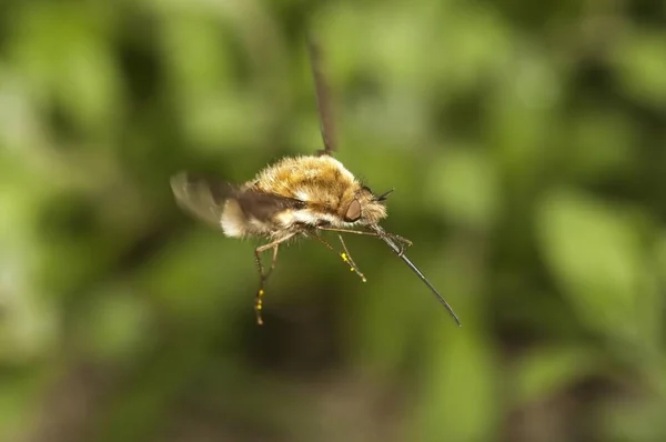 Large bee fly, Bombylius major