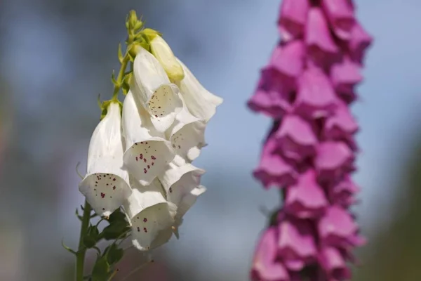 Wspólne Naparstnica Naparstnica Fioletowy — Zdjęcie stockowe