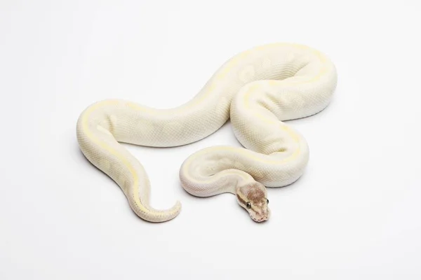 Royal Python fehér háttér — Stock Fotó