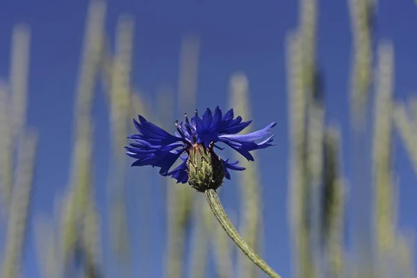 Chrpy Centaurea Cyanus Květina Bádensko Württembersko Německo Evropa — Stock fotografie