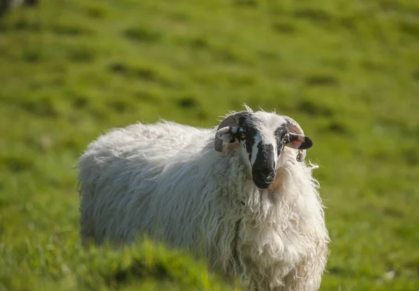 Owce Rogami Irlandia Europa — Zdjęcie stockowe