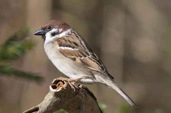 Gorrión Árbol Passer Montanus Untergroeningen Baden Wuerttemberg Alemania Europa — Foto de Stock