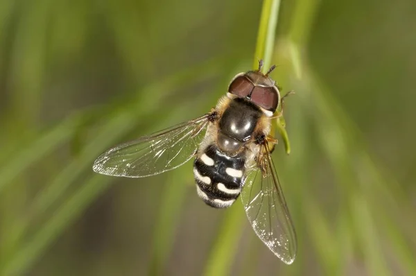 Pied Hoverfly Scaera Pyrastri Males Untergroeningen Baden Wuerttemberg Germany Europe — Stock Photo, Image