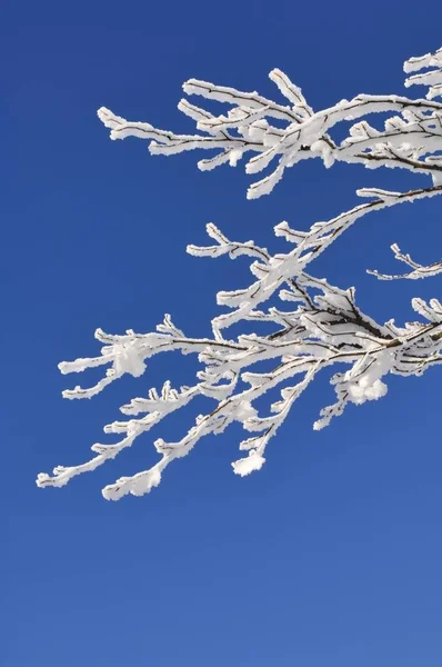 Branches couvertes de neige dans la forêt d'hiver — Photo