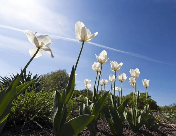 Weiße Tulpen Vor Blauem Himmel — Stockfoto