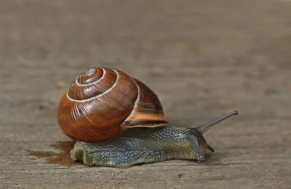 Land Snail Helicidae Wooden Floor — Stock Photo, Image