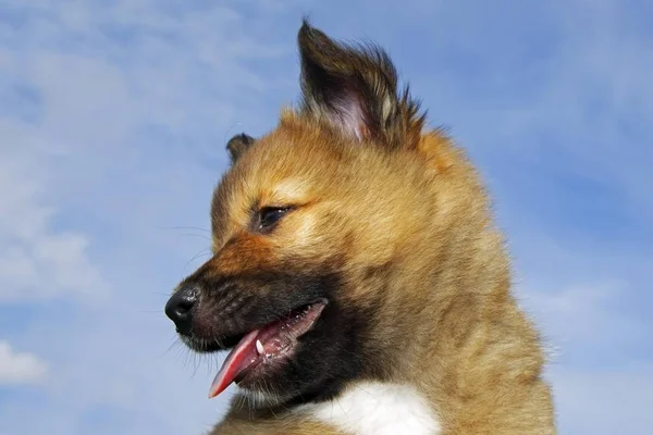 Filhote Cachorro Cão Pastor Islandês Livre — Fotografia de Stock