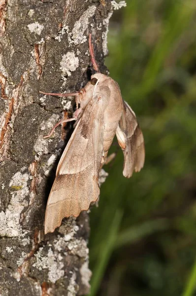 橡树鹰蛾 Marumba 雌性在树干 Kerkini 湖地区 — 图库照片