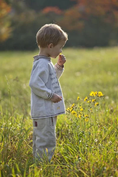 Liten Pojke Äng — Stockfoto