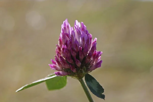 Красный Клевер Trifolium Pratense Цвет — стоковое фото