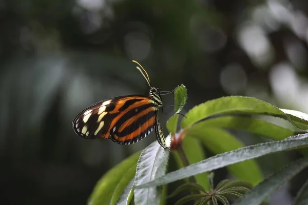Gros Plan Sur Heliconius Butterfly Eueides Isabellae — Photo