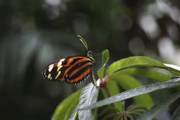 Primo Piano Della Farfalla Heliconius Eueides Isabellae — Foto Stock