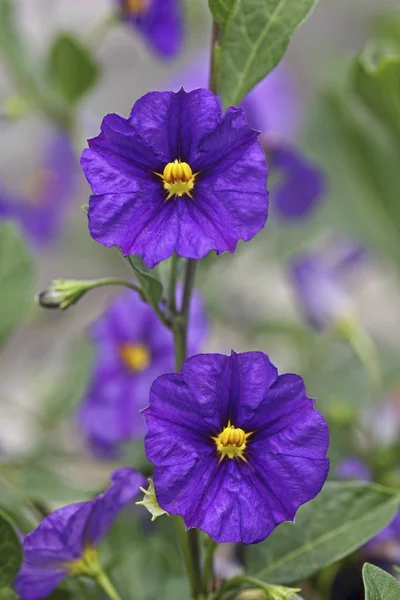 Arbusto Batata Azul Solanum Rantonettii Syn Lycianthes Rantonnetii Flores — Fotografia de Stock