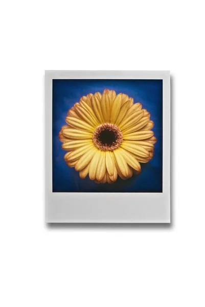 Fotorámeček Žlutý Květ — Stock fotografie