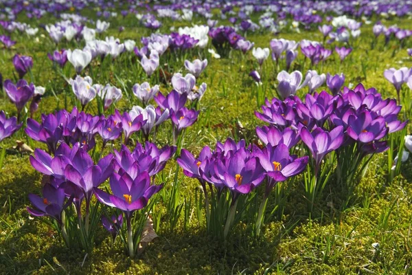 Flowering Purple White Crocuses Meadow Spring — Stock Photo, Image