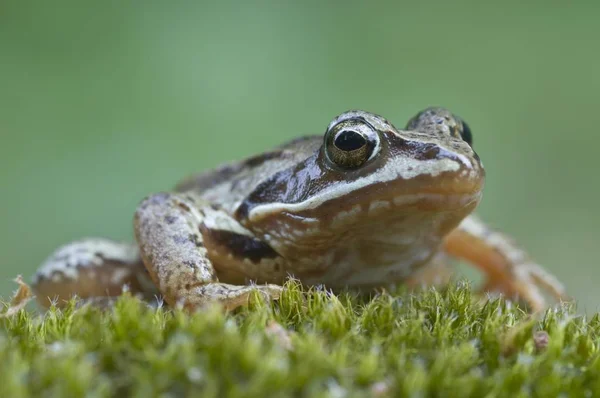 Moor Frog Rana Arvalis Sitting Green Grass — Stock Photo, Image
