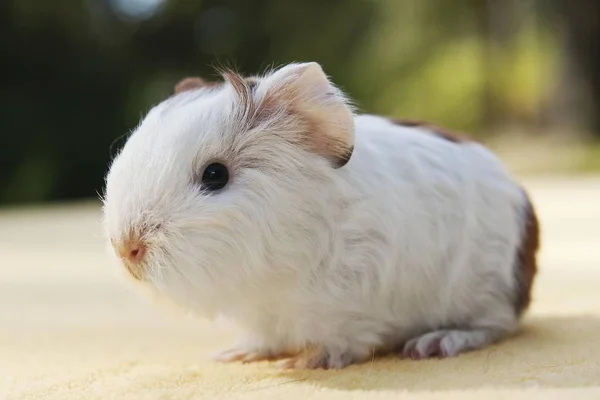 Junges Meerschweinchen Rasse Schweizer Teddybär Weißgoldfarben — Stockfoto