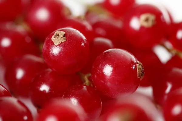 Grosellas Rojas Bayas Grosellas Rojas Ribes Rubrum Panícula — Foto de Stock