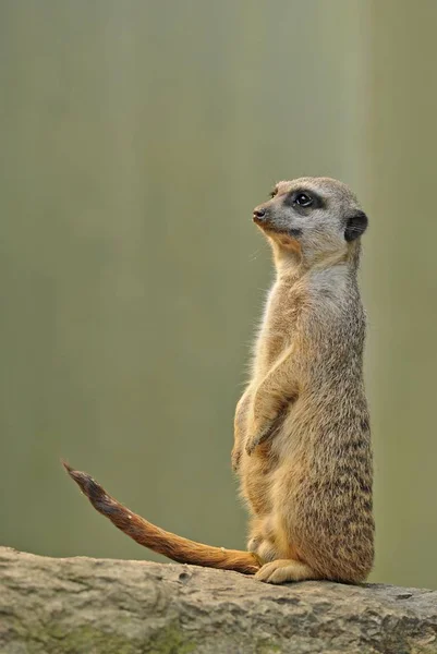 屋外で立ってミーアキャット ミーアキャット属の動物 — ストック写真