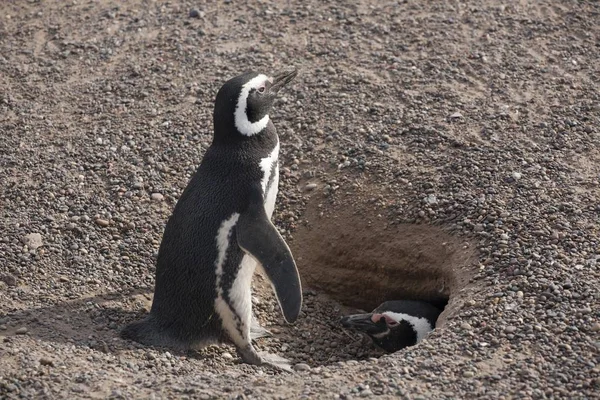 Pingwin Magellański Spheniscus Magellanicus Para Nest Punta Tombo Argentyna Ameryka — Zdjęcie stockowe
