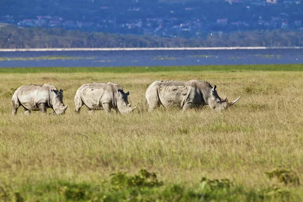 Три Білих Носорогів Або Носорогів Губи Площі Ceratotherium Simum Дорослих — стокове фото
