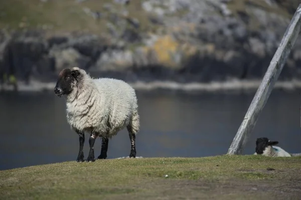 Black-face sheep with lamb on the coast, Dursey Peninsula, County Cork, Republic Ireland, Europe