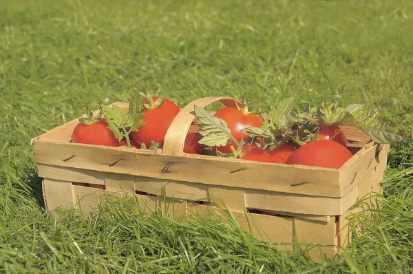 Cesta Woodchip Com Tomates Frescos Grama Verde — Fotografia de Stock