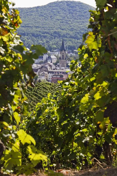 Vinstockar Rotweinwanderweg Wine Trail Bad Neuenahr Ahrweiler Rheinland Pfalz Tyskland — Stockfoto