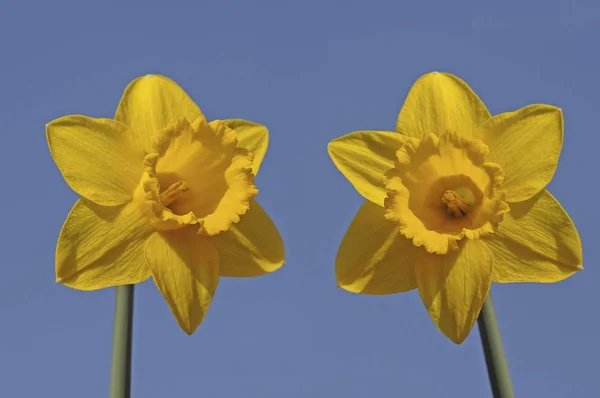 Κίτρινα Άνθη Ναρκίσσων Daffodils Jonquils — Φωτογραφία Αρχείου