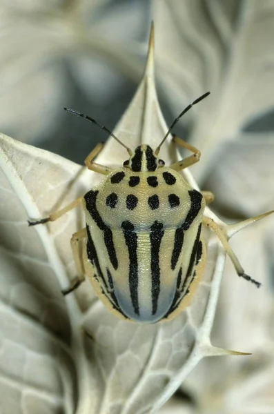 Gestreifte Schildwanze Graphosoma Semipunctatum Leptokaria Griechenland Europa — Stockfoto