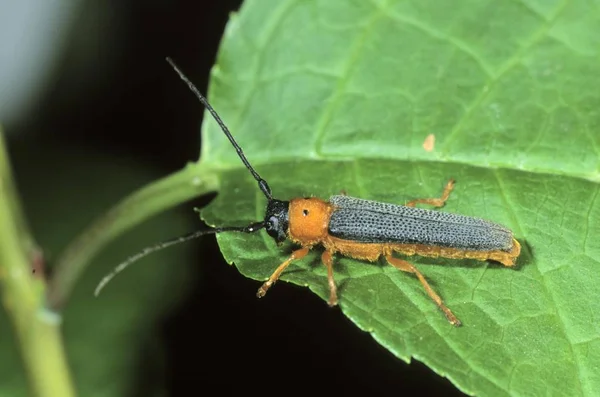 Yataklı Spot Longhorn Böcek Oberea Oculata — Stok fotoğraf