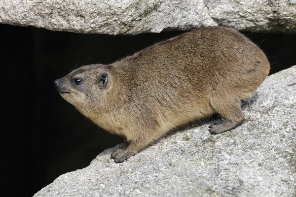 Rocha Hyrax Cabo Hyrax Procavia Capensis — Fotografia de Stock