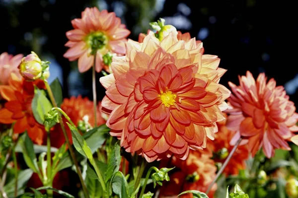 Dahlia Blommor Växter Trädgården — Stockfoto