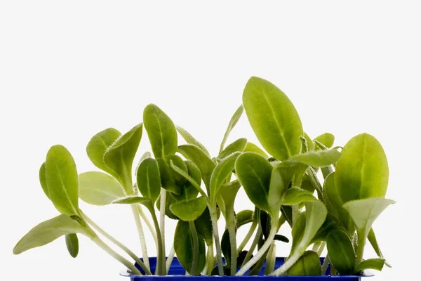 Borage Borago Officinalis Seed Tray — Stock Photo, Image