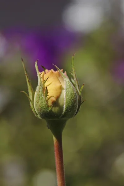 Yellow Rosebud Rose Rosa Close Seup Fauna Nature — стоковое фото