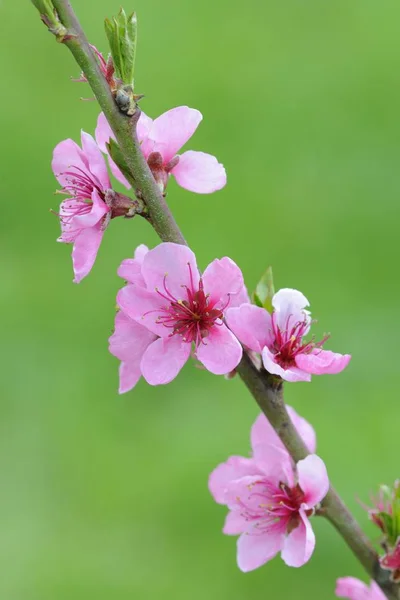 Ramoscello Con Fiori Pesco Prunus Persica — Foto Stock