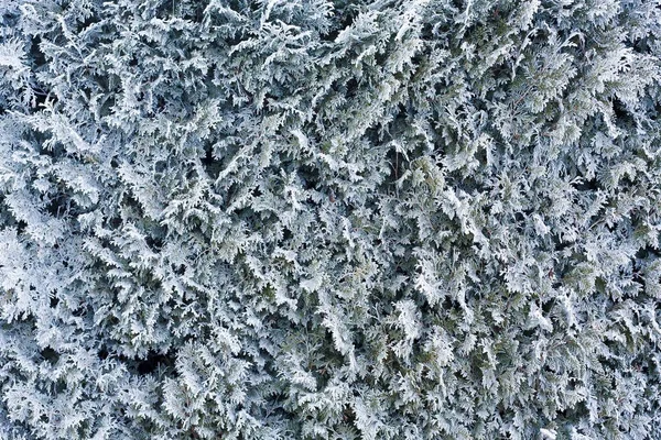 Arborvitae Thuja Hoarfrost — Stock Photo, Image