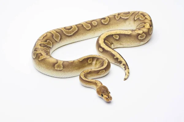 Royal Python fehér háttér — Stock Fotó